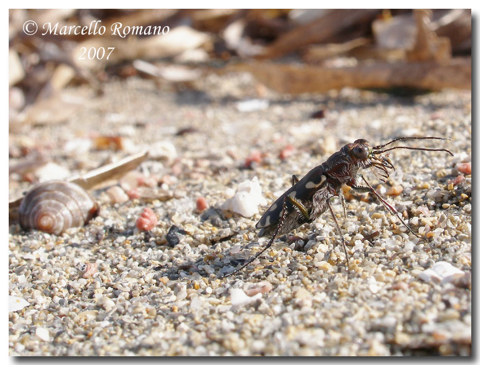 Omaggio alla pi bella cicindela di Sicilia: Calomera lugens